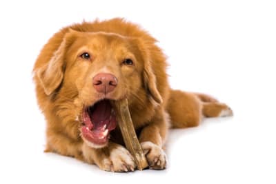 Do Dental Chews Really Work for Dogs? Do Dental Chews Really Work for Dogs?