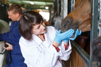 Symptoms & Treatment For Equine Influenza Symptoms & Treatment For Equine Influenza