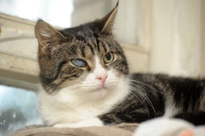 Cataracts in Cats Cataracts in Cats