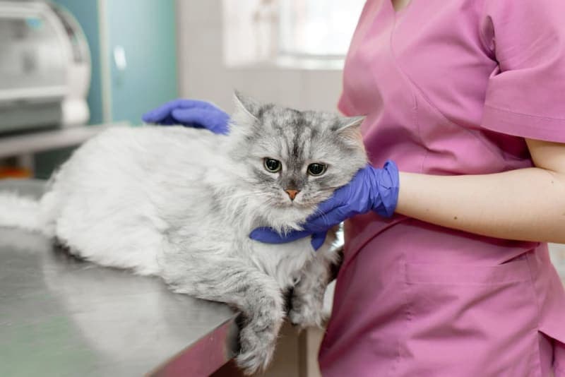 Cat Vaccination Schedule Cat Vaccination Schedule