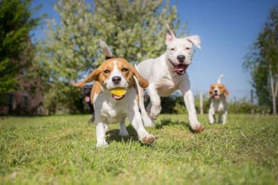 Can a vaccinated dog get rabies? Can a vaccinated dog get rabies?