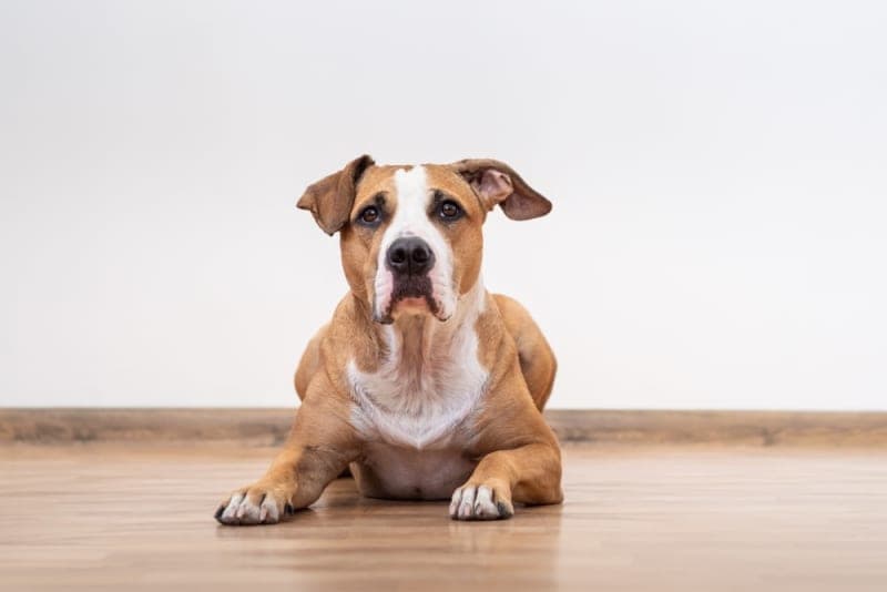 Tooth Extractions for Dogs Tooth Extractions for Dogs