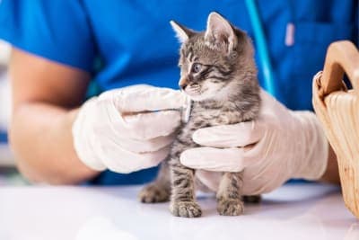 Kitten's First Vet Visit: What to Expect Kitten's First Vet Visit: What to Expect