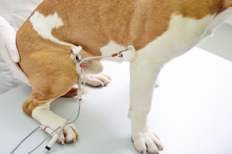 ECG for Pets: When is it needed? ECG for Pets: When is it needed?