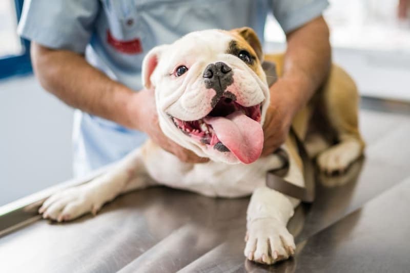 Understanding Blood Tests for Dogs Understanding Blood Tests for Dogs