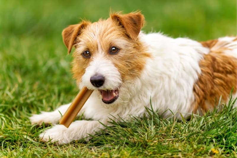 Do dental chews work for dogs? Do dental chews work for dogs?