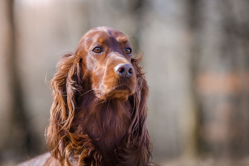 Signs a Dog is In Pain Signs a Dog is In Pain