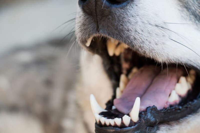 Broken Jaws in Dogs: Causes & Treatments Broken Jaws in Dogs: Causes & Treatments