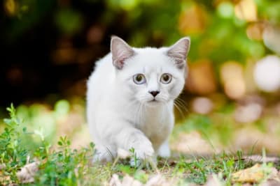 Cat Breeds That Live the Longest Cat Breeds That Live the Longest