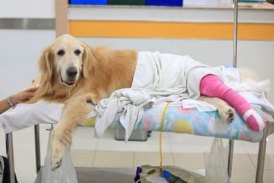 TPLO Surgery in Dogs TPLO Surgery in Dogs