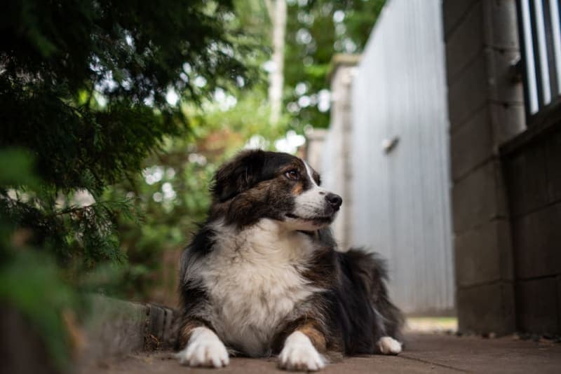 Rabies in Dogs Rabies in Dogs