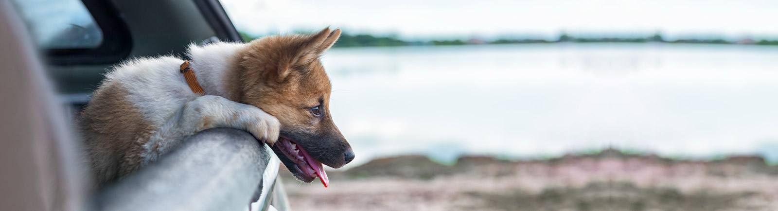 Eastham Veterinary Hospital Eastham Veterinary Hospital