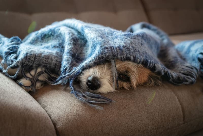 Parainfluenza in Dogs Parainfluenza in Dogs