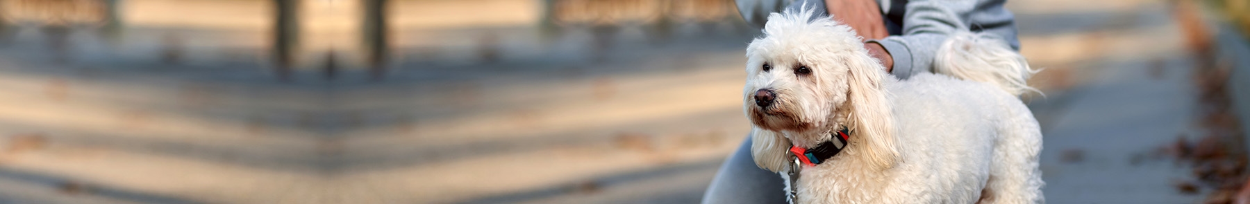 thomasville-veterinary-hospital-banner-3 thomasville-veterinary-hospital-banner-3