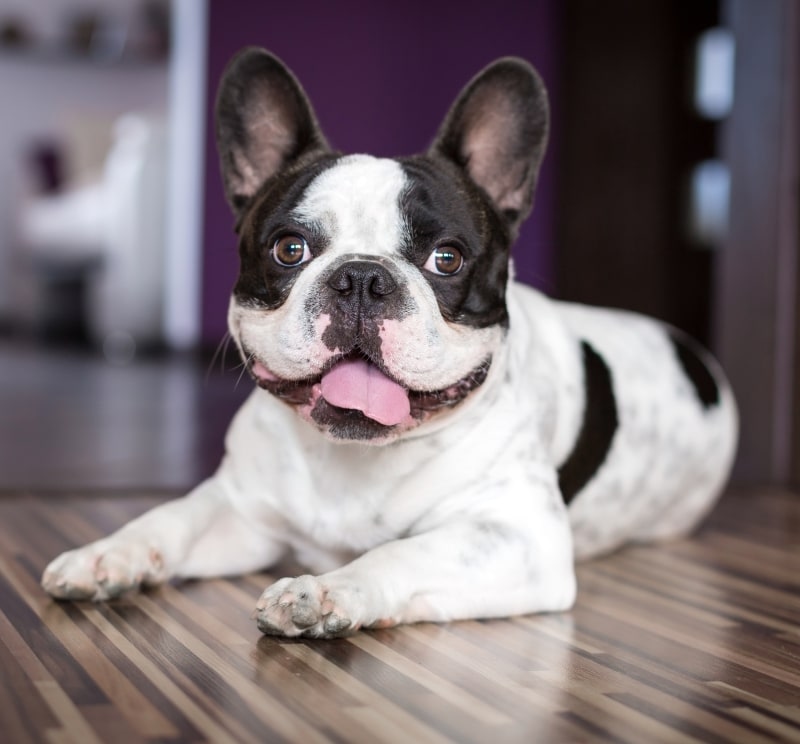 Brodheadsville Veterinary Clinic Hero Image Brodheadsville Veterinary Clinic Hero Image