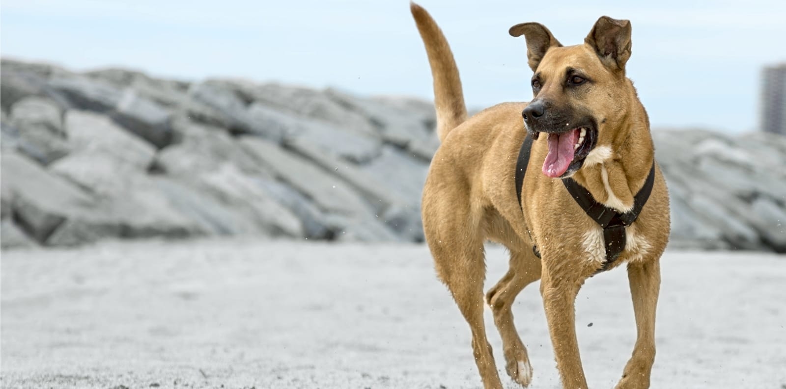 Houston County Animal Hospital Hero Image Houston County Animal Hospital Hero Image