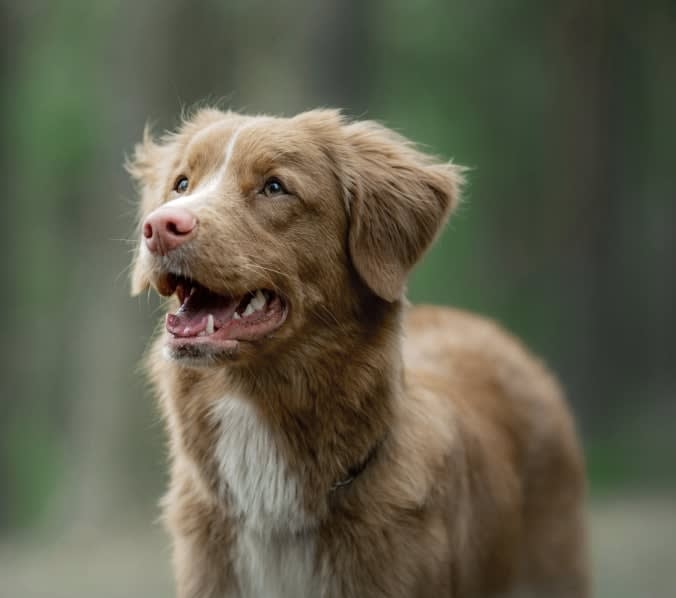 Kleinpeter Veterinary Hospital Hero Image Kleinpeter Veterinary Hospital Hero Image