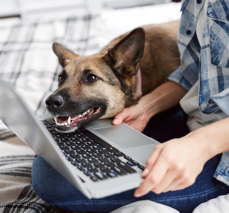 College Animal Hospital Hero Image College Animal Hospital Hero Image