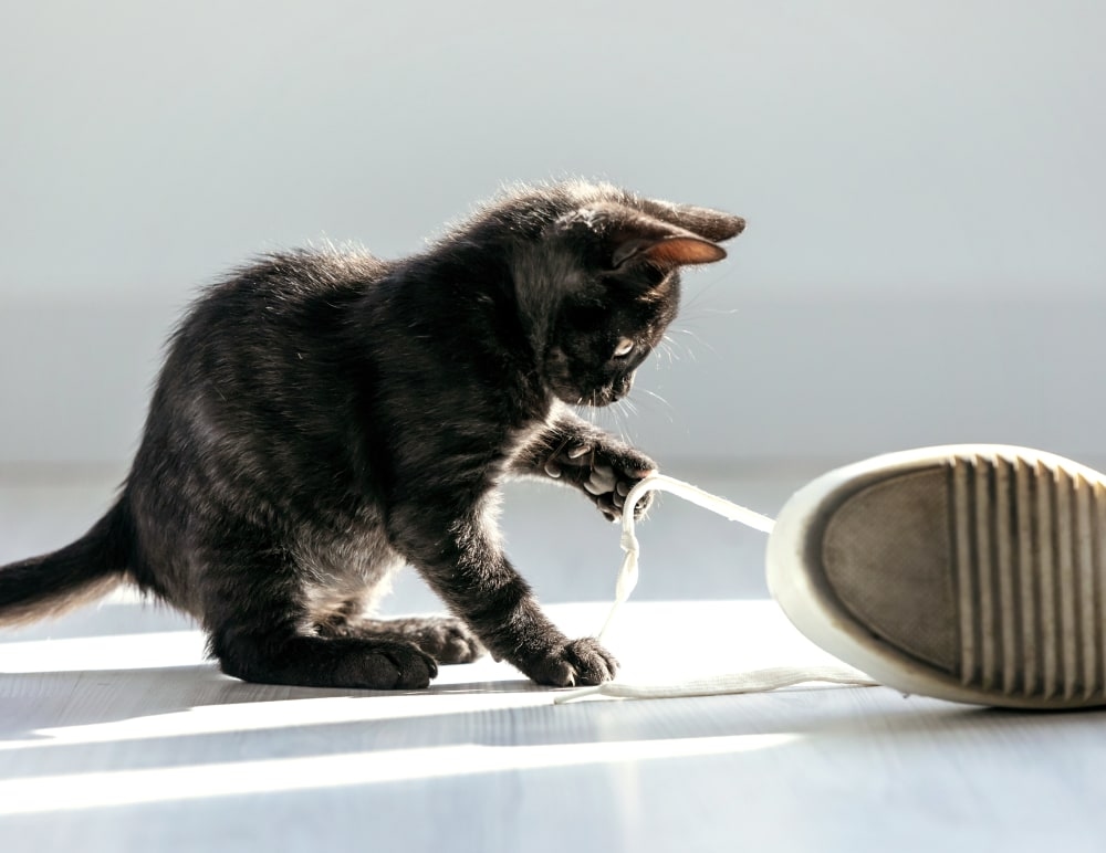 Welcome to Dunnellon Animal Hospital in Citrus County Hero Image Welcome to Dunnellon Animal Hospital in Citrus County Hero Image