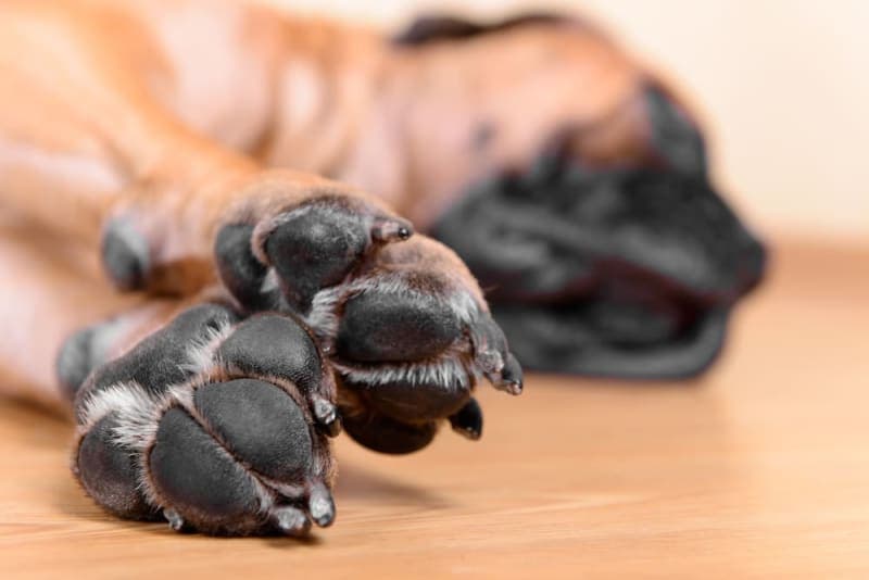What should I do if my dog cut his paw pad? What should I do if my dog cut his paw pad?