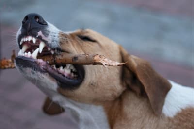 Dog Chewing Problems: Why They Chew & How to Stop Them Dog Chewing Problems: Why They Chew & How to Stop Them