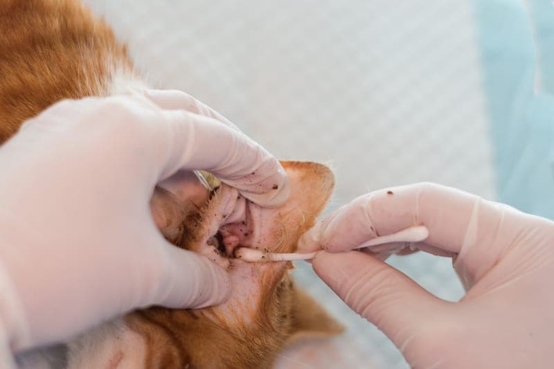 How to Treat Ear Infection in Cats How to Treat Ear Infection in Cats