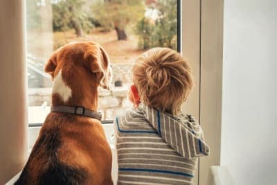 10 Best Dog Breeds for Kids 10 Best Dog Breeds for Kids
